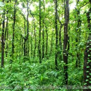 BHAWAL NATIONAL PARK 02